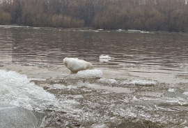 В селе Омской области из-за подъема реки на 99 сантиметров началась эвакуация жителей