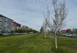 На «голых» березах по улице Конева в Омске заметили таинственных вредителей