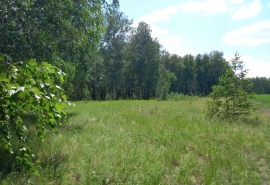 Запрет на посещение лесов в Омской области продлили на лето