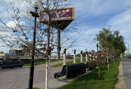 Деревья на Аллее олимпийцев в центре Омска не дали листву