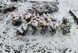 На Омскую область надвигается майский снегопад