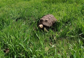 Омская черепаха Петруша ломает стереотипы бодрыми прогулками