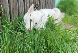 Омский пес Беляш после череды трагедий и выстрела в глаз сохранил надежду найти свой дом