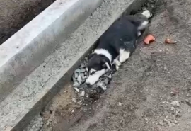 Омички попытались спасти травмированного щенка от закатывания в асфальт