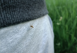 Ученый объяснил нашествие комаров в Омской области и дал прогноз его прекращения