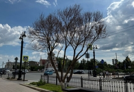 На Любинском проспекте в Омске меняют засохшие шаровидные ивы на новые деревья