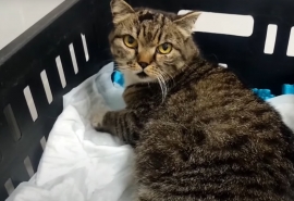 Возле омского собачьего приюта выбросили кошку-инвалида Кити