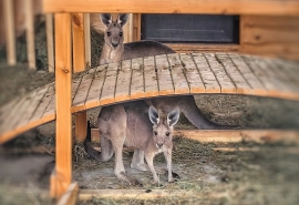 Молодые кенгуру Юнона и Авось не сразу поняли, что впервые стали родителями