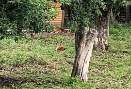 Омский олень-двоеженец Юлиан обзавелся ребенком-невидимкой