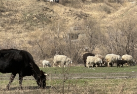 Волки напали на село в Омской области