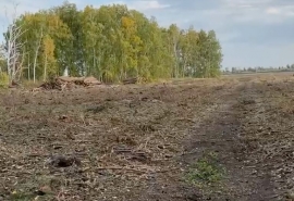 В лесхозе объяснили рубку сосен под Омском