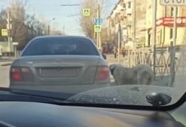 В Омске собаку протащили за машиной на поводке