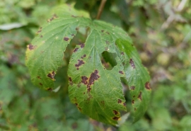 В Омск пытались завезти вирус – уничтожитель урожая