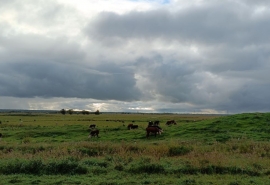 В Омской области сократилось поголовье скота