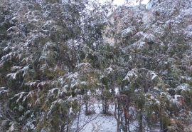 В Омской области похолодает до нуля