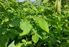 В Омской области активизировался опасный прожорливый вредитель