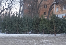 Известны места для елочных базаров в ОАО Омска