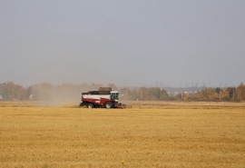 В омском Минсельхозе рассказали о неубранном из-за погоды урожае