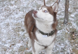 Омский хаски Гром сбежал от хозяев и нашел дорогу домой после жестокого обращения