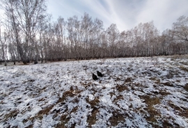 Погода в Омске будет «нерешительной»