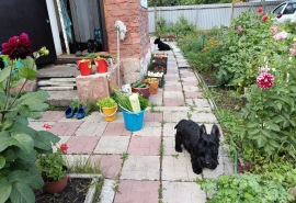 У омичей начали массово изымать садовые участки