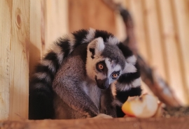 Омский холостой лемур в отсутствие невест прыгает, ест и пристает к соседям