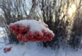 Стала известна дата возвращения морозов в Омск