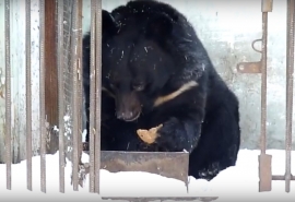 Неугомонные омские медведи все же успокоились