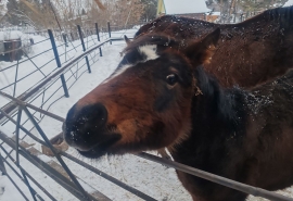 Омский жеребенок Стелла встречает новый год Лошади со своим кредо