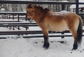 Омская лошадка Гера счастлива: избавилась от шумных соседей и получила жилье под Новый год
