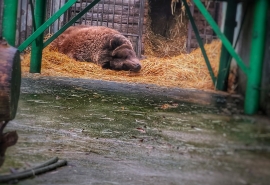 Омская медведица Маша почуяла морозы и снова уснула