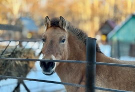 Омская лошадка Гера счастлива: избавилась от шумных соседей и получила жилье под Новый год