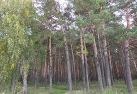 Круговорот углерода: вечное странствие самого важного элемента планеты