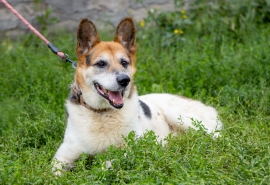 Никому не нужный пес: Ник из омского приюта с тяжелым диагнозом ищет друга