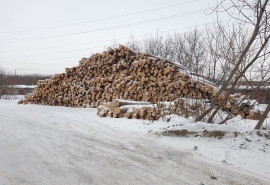 Омский суд приговорил замдиректора лесхоза и его брата за рубку хвойного леса