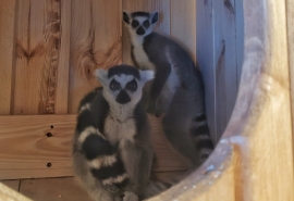 Омский лемур-холостяк избежал тоски одиночества и нашел свою кошачью половинку