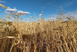 Отставной омский глава закрывает КФХ с проигрышем 208 миллионов рублей