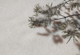 Весна откладывается: после оттепели в Омской области снова аномально похолодает