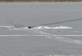 В «Птичьей гавани» в Омске начали бороться с замором рыбы