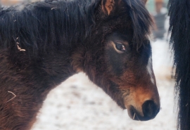 Омский юный жеребенок Стелла весело донимает свою маму