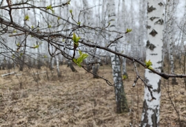 Раскрыта причина «возрождения» закрытых омских лесхозов