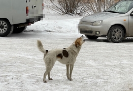 Собака покусала за лицо 3-летнего мальчика в Омской области