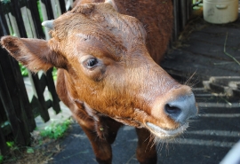 Фермерам Омской области будут субсидировать производство молока