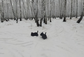 Традиционная: какая погода ждет омичей в феврале 2026 года?