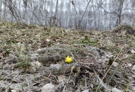 Летнее тепло в апреле: синоптики прогнозируют в Омске до +18°С
