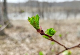 В Омской области наступит летняя погода