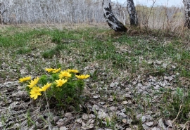 Апрель удивит: в Омской области ожидается внезапная погода