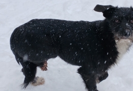 «Торчат косточки»: в омском микрорайоне Солнечный собака осталась без лапы
