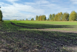 Распродажа перед посевной: омские аграрии могут получить 3 242 га земли