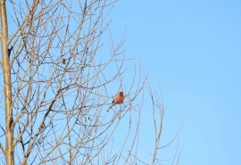 В парке Победы в Омске заметили редкого гостя